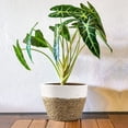 thumbnail image 6 of Set of 4 Seagrass Planter Basket,6" 7" 9" 10" Hand Woven Plant Basket with Waterproof Plastic Liner,Round Natural Flower Pot for Indoor Outdoor Modern Home Decoration,Brown, 6 of 6
