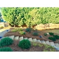 Pine Straw Pine Needle Mulch Covers 6580 Sqft (1)