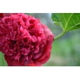 thumbnail image 3 of Seedville 25 Scarlet Double Hollyhock Plant Seeds, 3 of 11