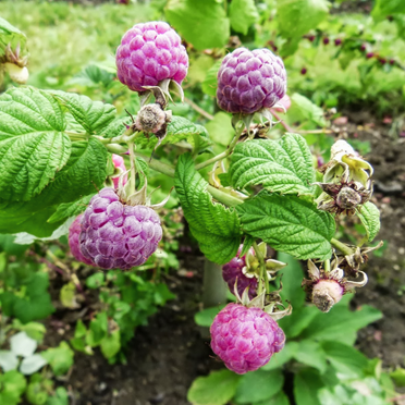 Set 2 Glencoe Thornless Raspberry Plants Live, Raspberry Trees Live Plants, Raspberry Seedlings, 5-9 Inc, Raspberry Fruits Trees