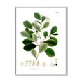 thumbnail image 1 of Designart Vintage Botanicals IV FLOAT FRAME WALL ART, 1 of 4