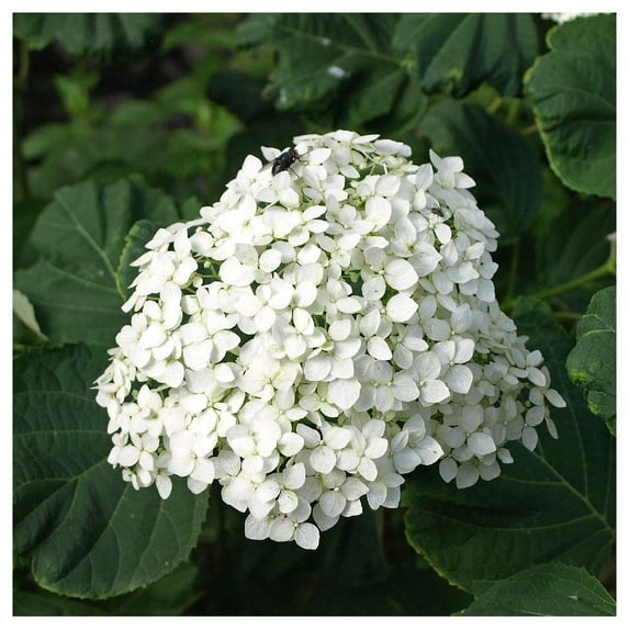 Everwilde Farms - 1 oz Wild Hydrangea Native Wildflower Seeds - Gold Vault Bulk Seed Packet