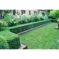 Japanese Boxwood 10 Live Plants 2" Pot Size Buxus Microphylla