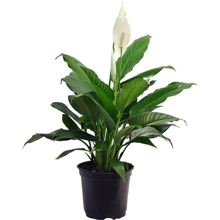 spathiphyllum plants pot lily peace plant inch live care delray walmart easy grower