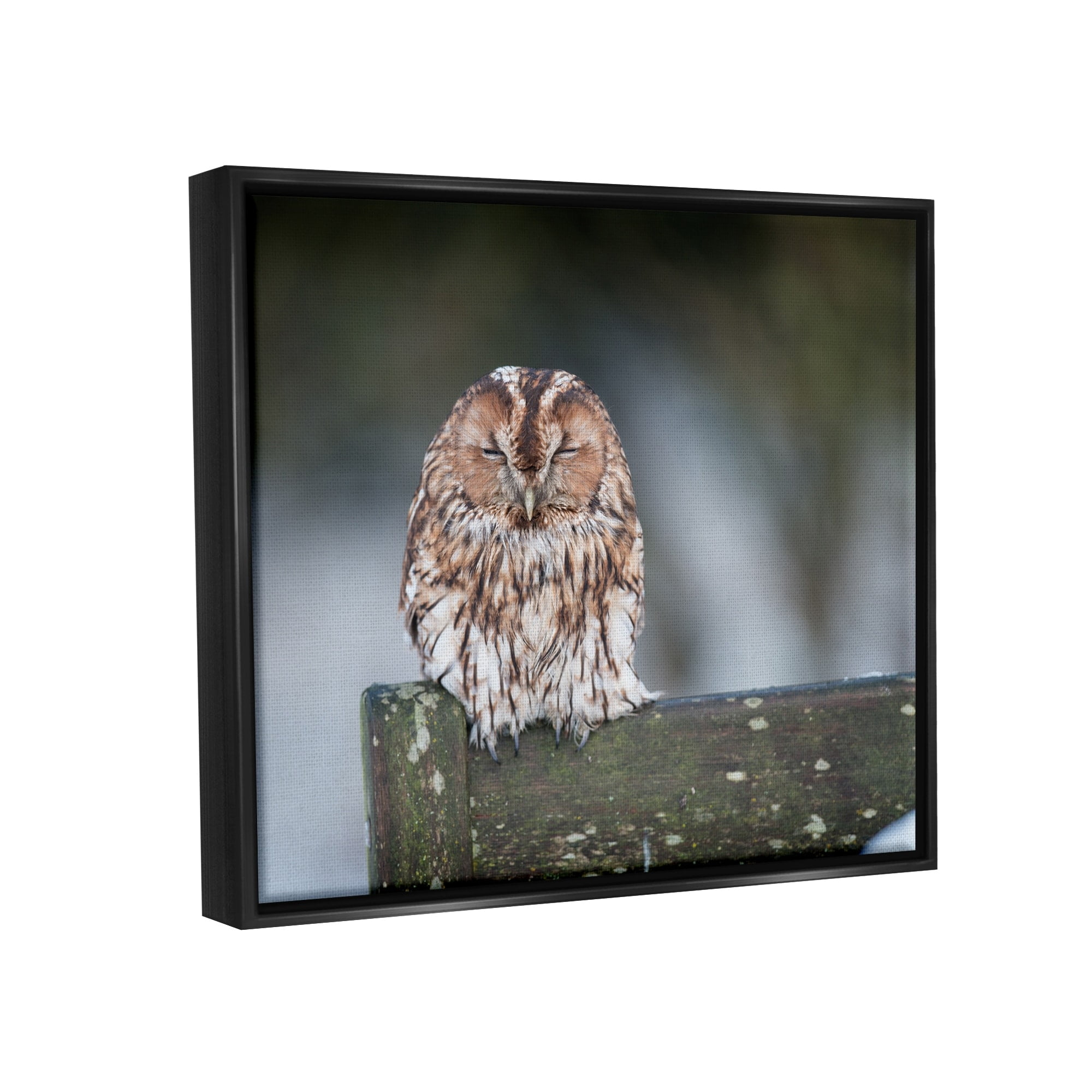 Stupell Industries Owl Perched Fence Post Wildlife Nature Photography Photograph Luster Gray Floating Framed Canvas Print Wall Art, Design by James Dobson