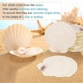 thumbnail image 5 of 15 Pcs Natural Sea Shell White, 4-4.7 Inch Scallop Shells For Diy Craft, Serving Food, Baking And M, 5 of 5