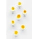thumbnail image 2 of Huevos Blanco, 2 of 2