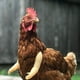 thumbnail image 5 of Decoración para mascotas, brazos de pollo, decoración divertida, juguetes decorativos divertidos para aves de corral, 5 of 7