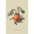 thumbnail image 1 of Moor Park Apricot-Fine Art Canvas Print (20" x 30"), 1 of 1