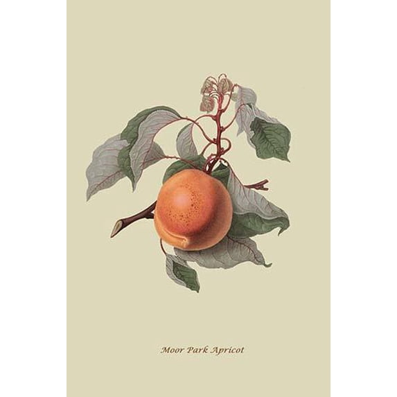 Moor Park Apricot-Fine Art Canvas Print (20" x 30")