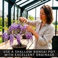 thumbnail image 6 of Wisteria Bonsai Starter Tree (1 Year Old Live Plant) – Wisteria Floribunda Seedling – Fast Growing Flowering Vine for Bonsai Training – Outdoor/Indoor Bonsai Tree Starter Kit Plant, 6 of 9