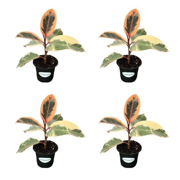MicroStarts Live Tineke Rubber Plant - 4 Ficus Plants in 4 inch pots