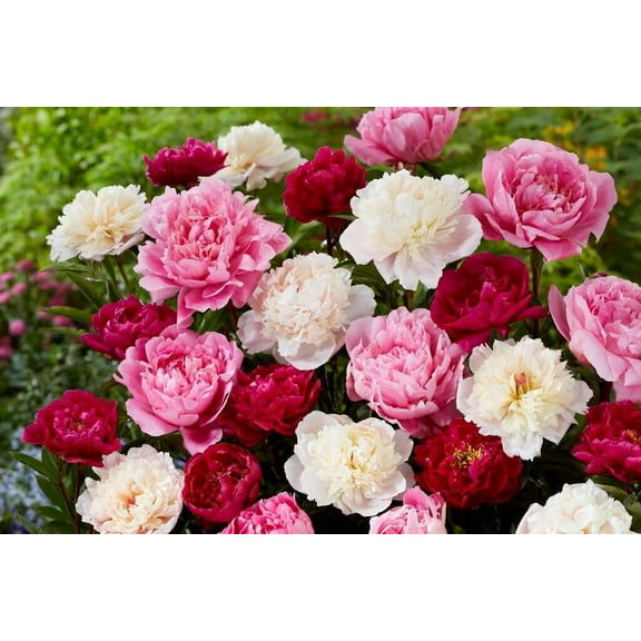 6 Mixed Color Peony Roots for Planting - Grow Beautiful Perennial Peony Flowers - 6 Healthy Roots