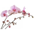 thumbnail image 2 of Pink Orchid Wall Mural Decal Sticker, Wallmonkeys Peel & Stick Vinyl Graphic (24 in W x 18 in H), 2 of 4
