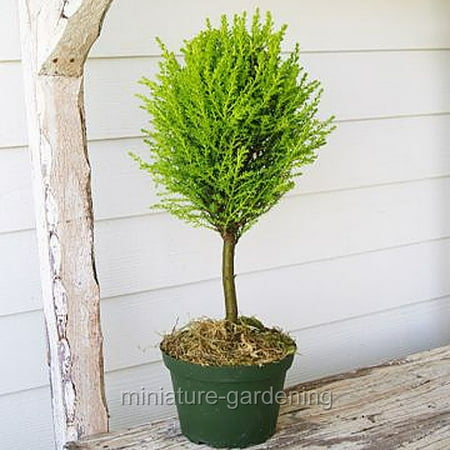 Cupressus macrocarpa, Lemon Cypress Topiary