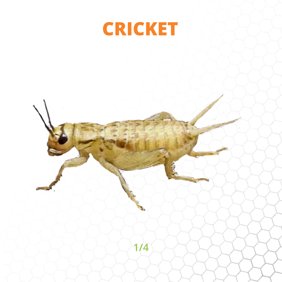 Mack's Natural Reptile Food 1 x box of 1,000 1/4" Crickets
