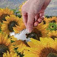 thumbnail image 3 of FREEAMG Jigsaw Puzzles for Adults 1000 Pieces Sunflower Field Against Blue Sky with Clouds Puzzle Buffalo Games, 3 of 6