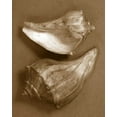 thumbnail image 2 of Stramel, Renee W. 12x14 White Modern Wood Framed Museum Art Print Titled - Sensual Shells I, 2 of 4
