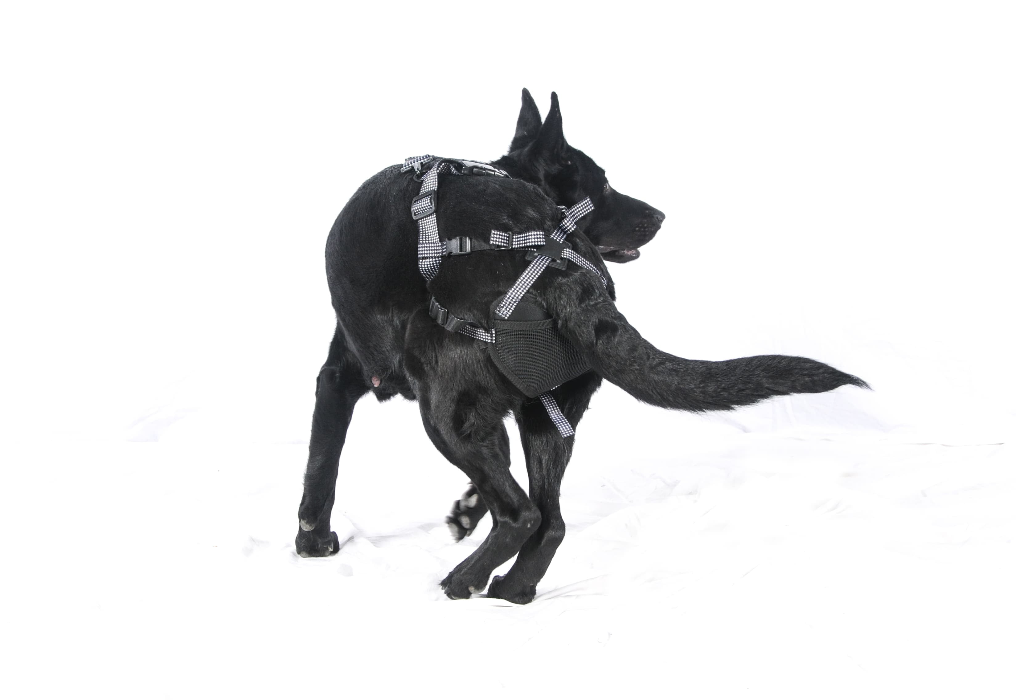 Pet AntiBreeding System/Dog Chastity Belt (XXLarge)