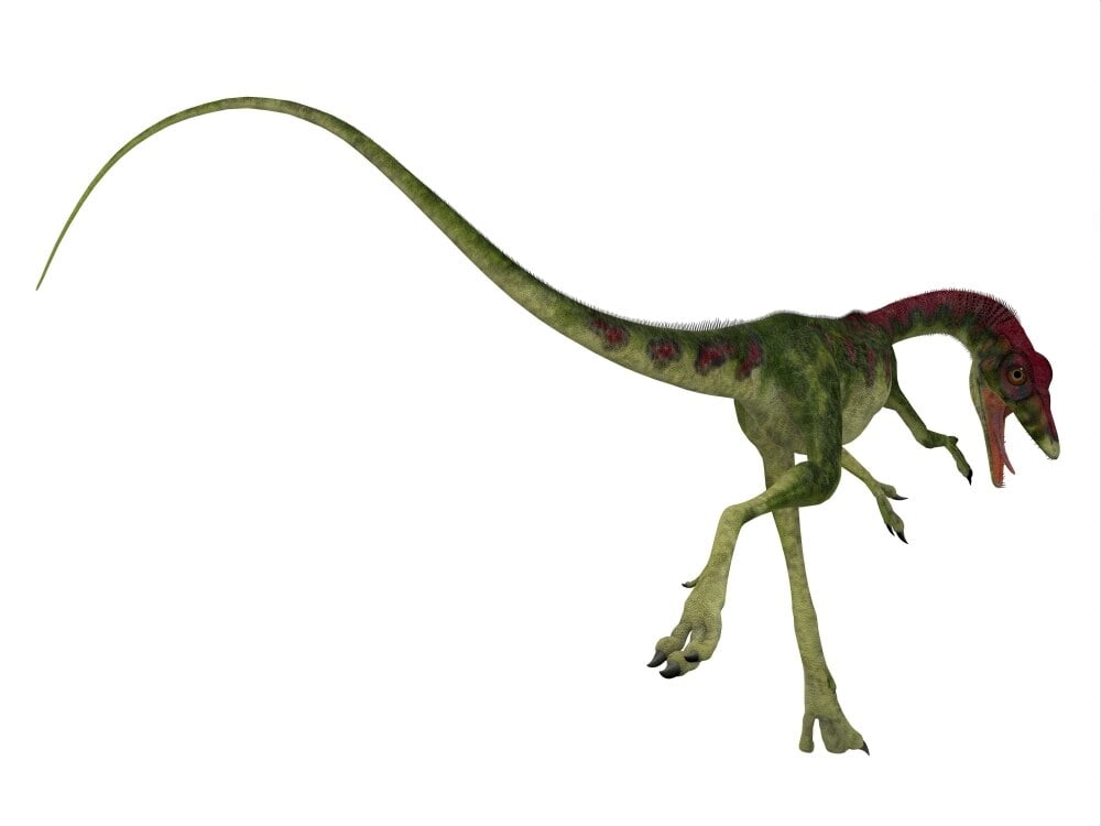 Rear view of Compsognathus dinosaur. Compsognathus was a small carnivorous theropod that lived