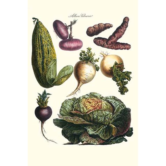 Vegetables; Melon, onion, cabbage, potato, raddish-Fine Art Canvas Print (20" x 30")