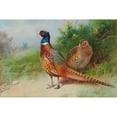 thumbnail image 3 of Archibald Thorburn 14x11 Black Modern Framed Museum Art Print Titled - A Hen and Cock Pheasant by Gorse (1926), 3 of 5