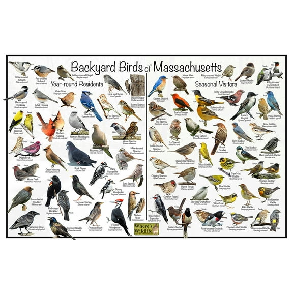 Backyard Birds of Massachusetts Bird Identification Poster - Birdwatching Nature Chart