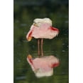 thumbnail image 2 of Morris, Arthur 11x14 Black Ornate Wood Framed with Double Matting Museum Art Print Titled - FL, Tampa Bay Roseate spoonbill preening, 2 of 4