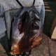 thumbnail image 4 of Venom Mochila de Cuerdas para Deportes y Gimnasio, Bolsa de Cuerdas Resistente al Agua, Bolsa Cinch, 30×40cm, 4 of 6