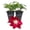 2 Plants, variant on Clematis Elpis - 2 Live Starter Plants - Bold Beautiful Climbing Red Flowering Vine