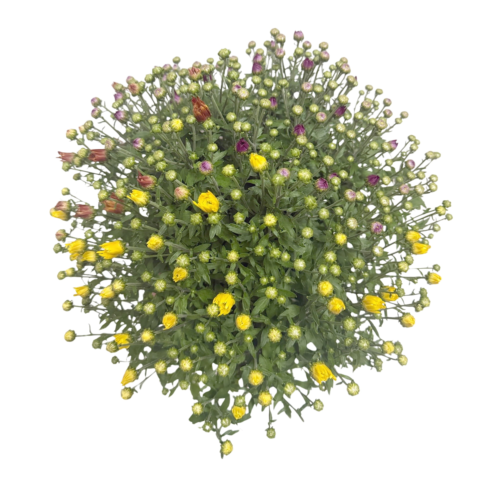 Better Homes & Gardens Tricolor Yellow Purple White Mums Live Plant 8 in. Deco Pumpkin Planter