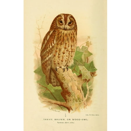 Tawny Port Bird - Birds of the British Islands 1885 Owl Tawny 1 Canvas Art - Archibald Thorburn (18 x 24)