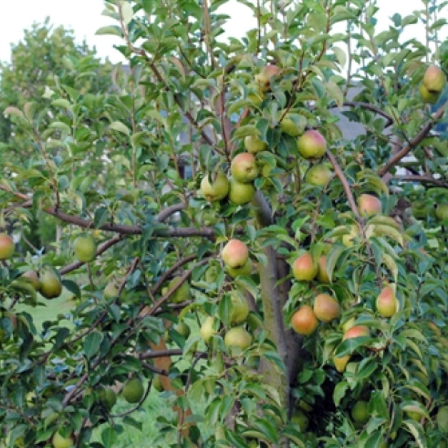 Expert Gardener 2-3 ft. tall Moonglow European Pear Live Tree in 5-Gallon Grower Pot