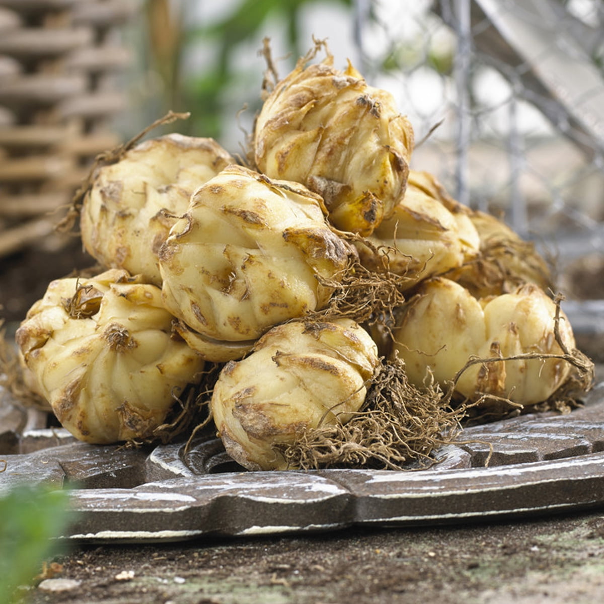 Van Zyverden Lilies Premium OT Hybrid Yellow Planet Set of 5 Colossal 22/24 cm Mammoth Bulbs Yellow Partial Sun Perennial Fragrant 3 lbs