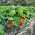 thumbnail image 3 of AXKIIN 10 Packs Strawberry Supports, Strawberry Planting Rack with 4 Sturdy Support Feet, Strawberry Supports for Garden, Strawberry Plant Support Prevent Strawberry Rot., 3 of 6