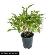 Dappled Willow Deciduous Flowering Shrub, in a 1 gallon pot