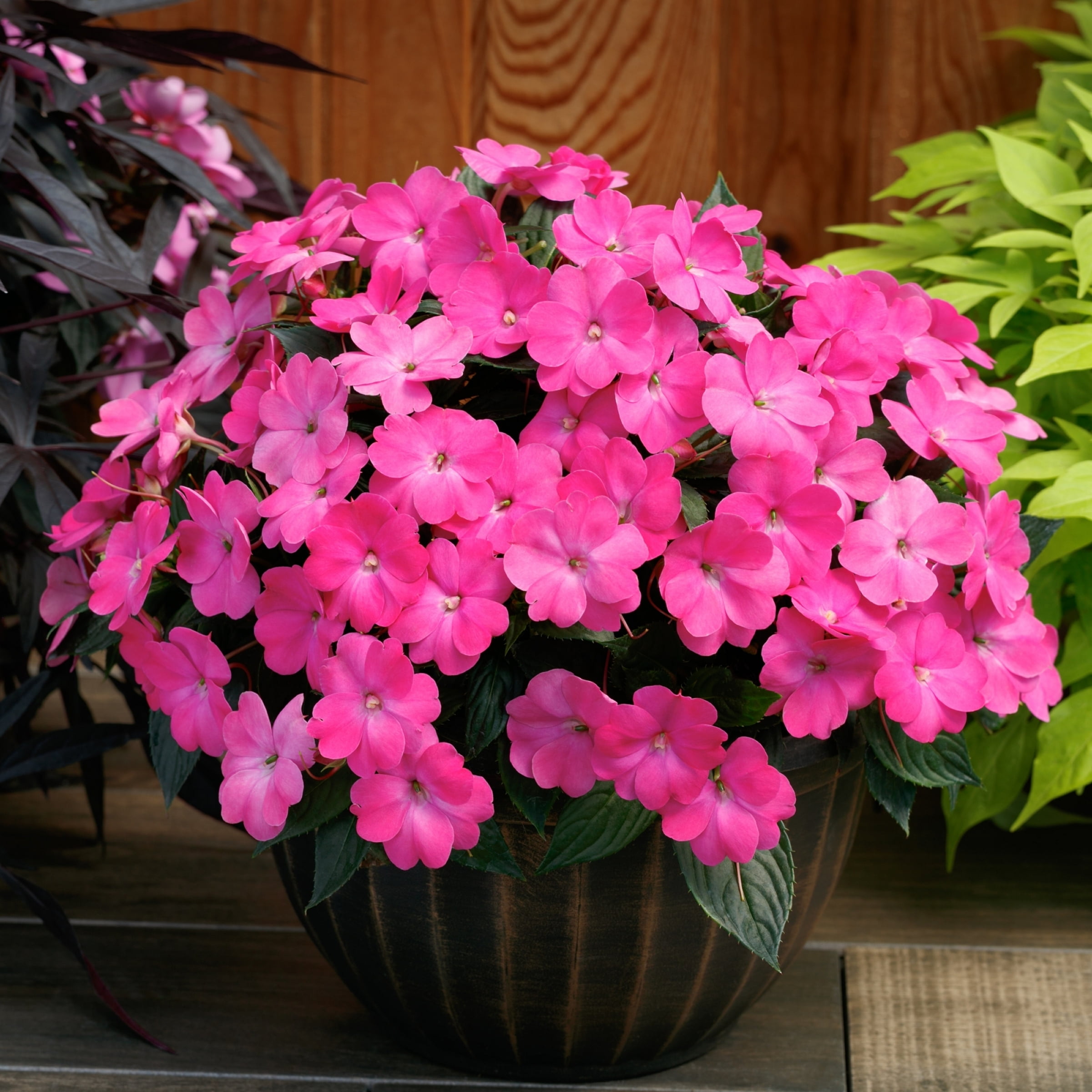 2.5 in. Impatiens Fireball SunPatiens Collection (3-Pack)