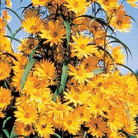 Giant Maximillian Sunflower Seeds - 500  Seeds for Planting
