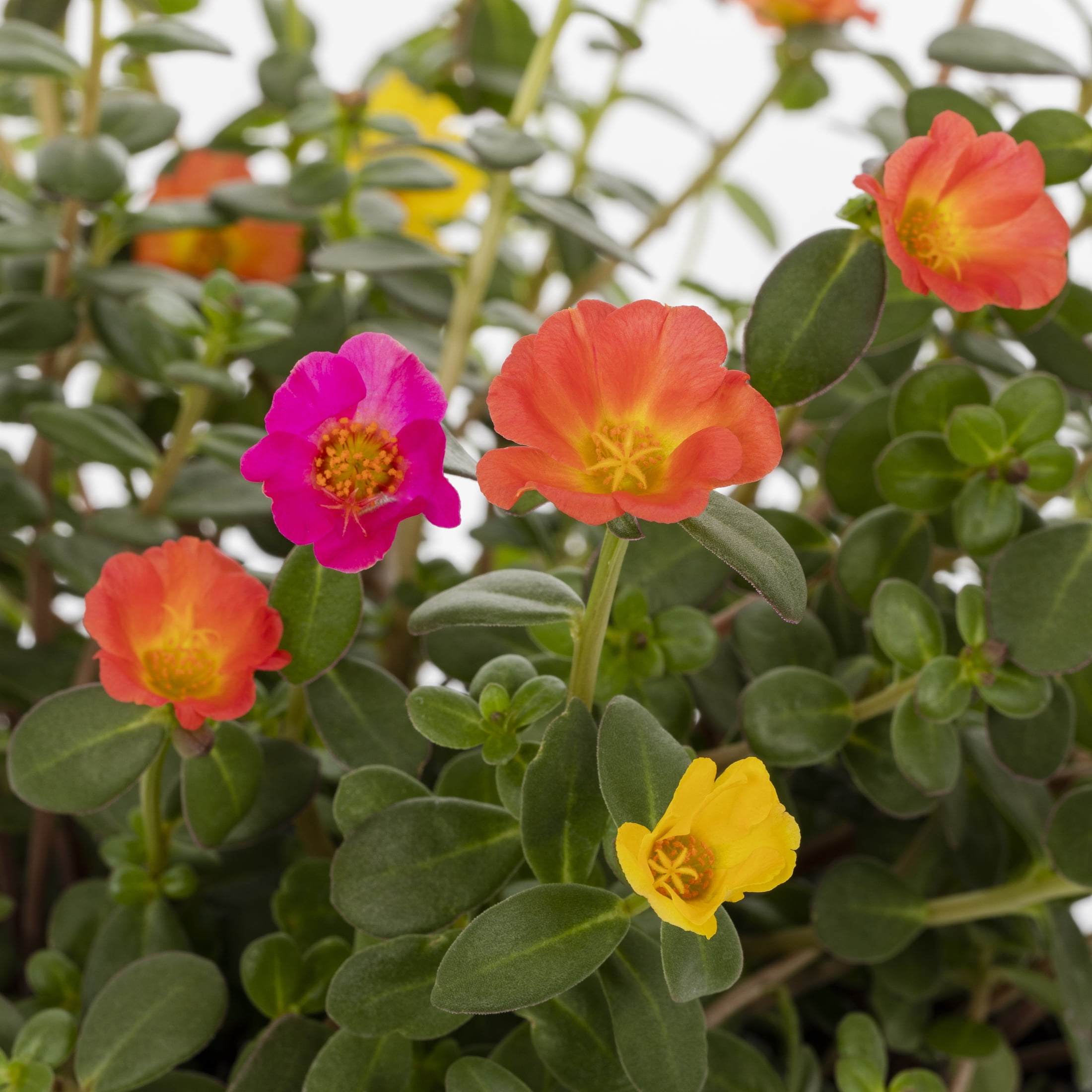 Expert Gardener 1.5gal Multicolor Portulaca Live Annual Plant Hanging Basket Sun