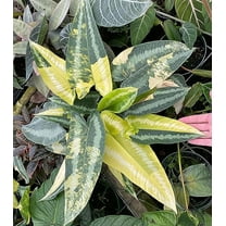 Time Release Fertilizer (1, 0.5 lb.)_AB