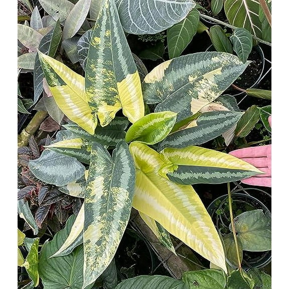 Time Release Fertilizer (1, 0.5 lb.)_AB