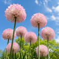 thumbnail image 3 of Allium Bulbs - Ideal for Beds Borders, Plant Pots & Planters, Low Maintenance, 3 of 6
