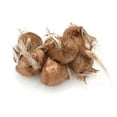 thumbnail image 4 of 50 Saffron Crocus Bulbs for Planting - Crocus Sativus Bulbs, 4 of 4