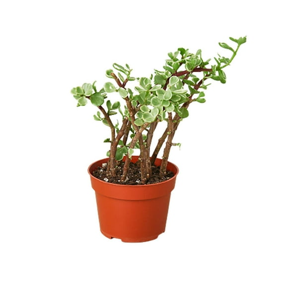 Succulent 'Rainbow Elephant Bush', 4" Pot, Indoor Houseplant, Easy Care, Live Plant for Indoor & Outdoor