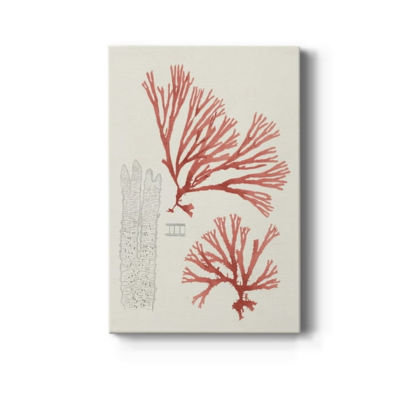 Vintage Coral Study I Premium Gallery Wrapped Canvas - Ready to Hang