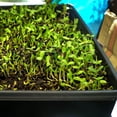 thumbnail image 2 of Bandejas De Cultivo De Plantas Bandejas De Inicio De Plántulas Sin Agujeros Para Plántulas Jardinería Interior Germinación De Plantas Suministros De Invernadero 10 Uds Kearding HA041857-01, 2 of 6