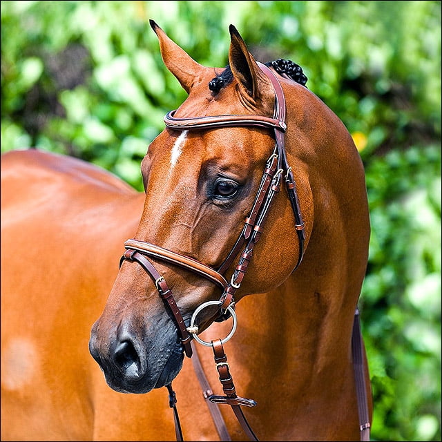 HORZE CONSTANCE PADDED FLASH HORSE LEATHER BRIDLE BROWN COB SIZE ...