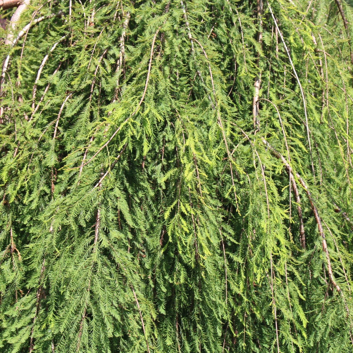 Expert Gardener Bald Cypress Falling Waters Tree in 1 gal Grower Pot