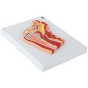 Axis Scientific Shoulder Joint Section Anatomy Model