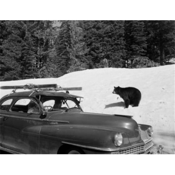 Posterazzi SAL255423827 USA Mount Rainier National Park Paradise Valle Bear Behind Car Poster Print - 18 x 24 in.